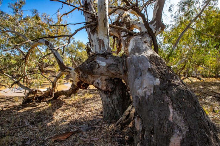 Maranoa Waterhole, Comeroo Station, NSW